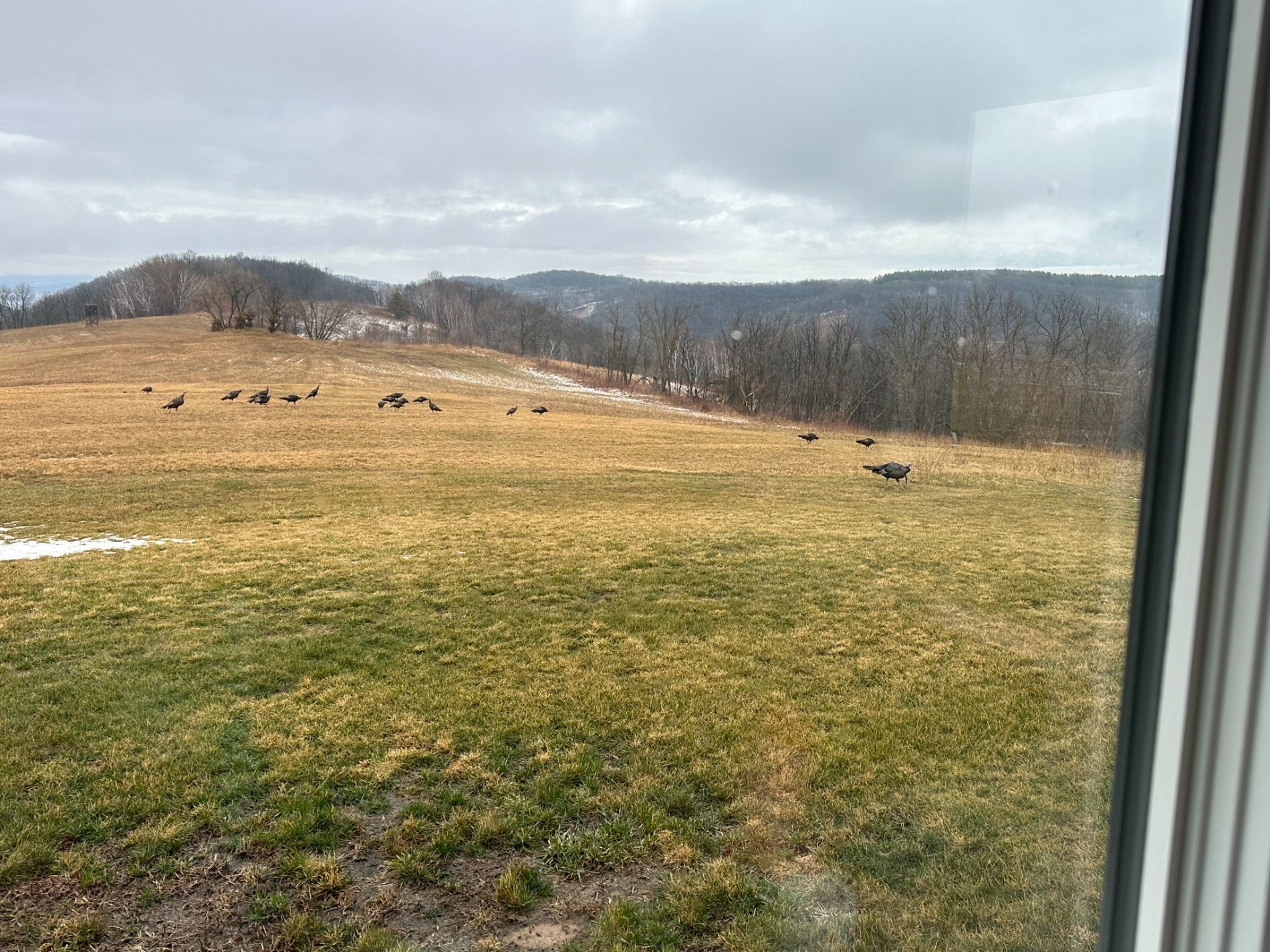 Wild Turkeys Frequently Seen from the Home